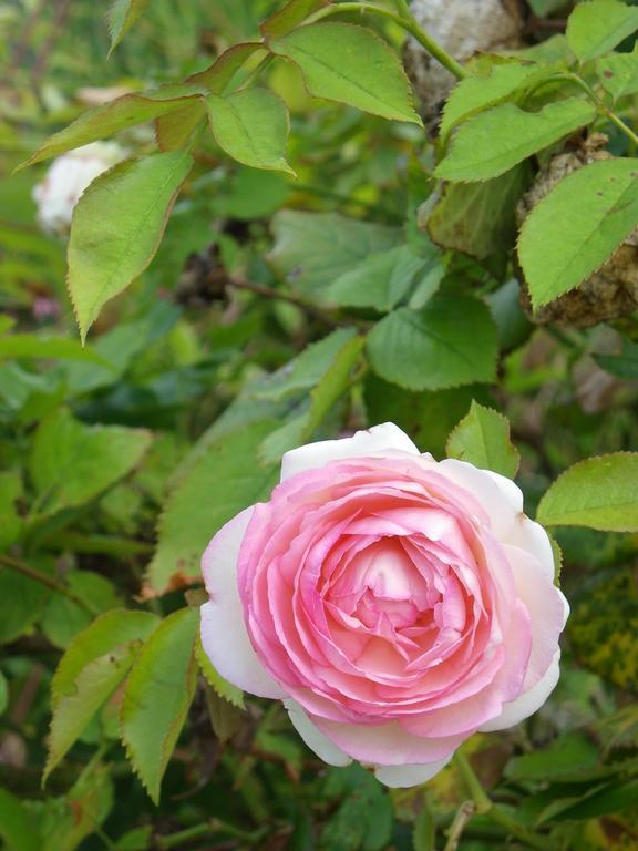 Fleur De Ciel Villa Loos-en-Gohelle Luaran gambar